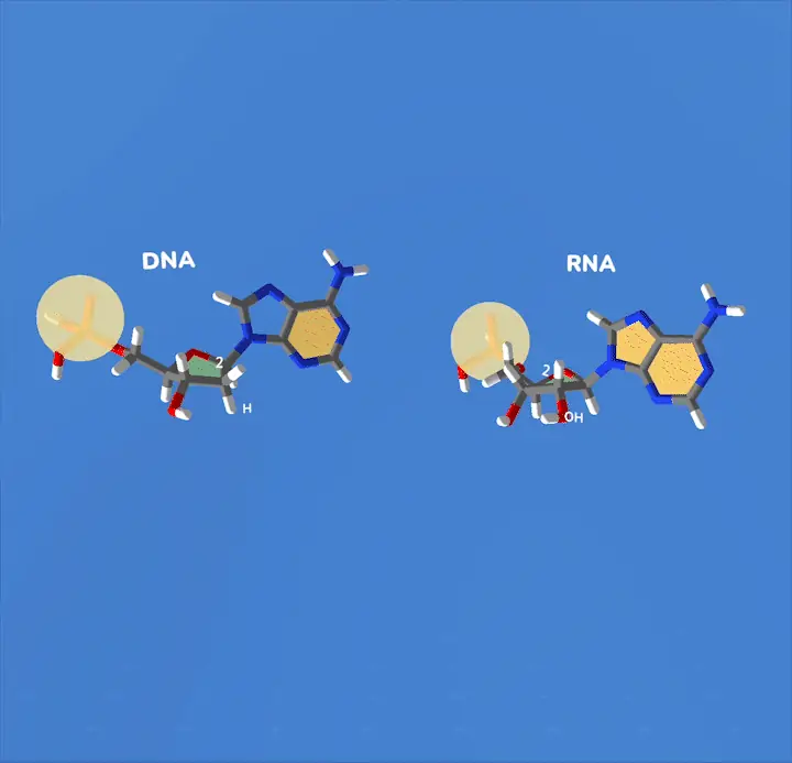 DNA Class interactive VR biology lesson